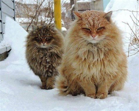 Beautiful Norwegian Forest Cats In Their Winter Coats