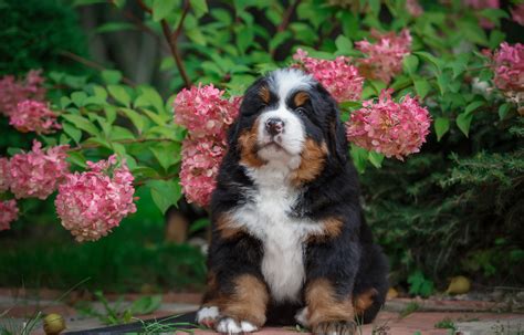 Animal Bernese Mountain Dog 4k Ultra Hd Wallpaper