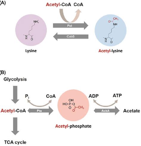 Mechanism Of Enzymatic And Non Enzymatic Acetylation Pathway A Pat