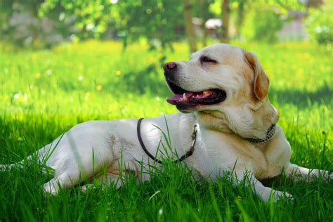 Adult Golden Retriever Labrador Laying On Grass In The Shade Kellogg