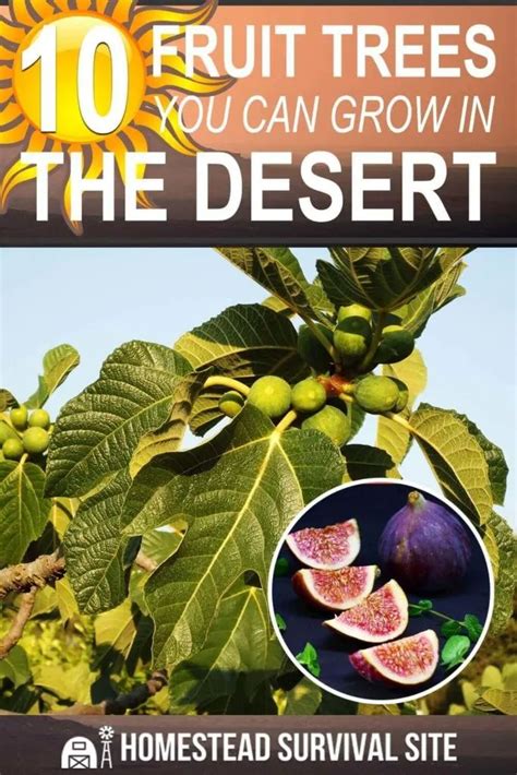 An Image Of Fruit Trees With The Title 10 Fruits You Can Grow In The Desert