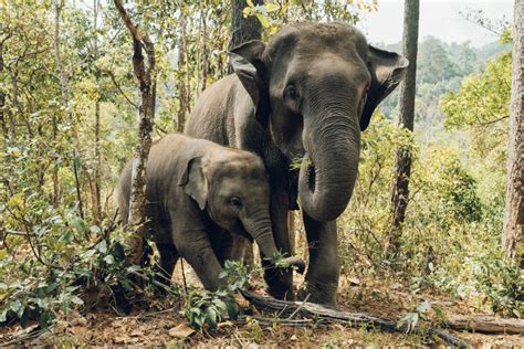 Finding The Best Elephant Parks In Thailand