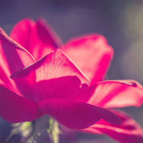 Gambar Foto Gratis Bunga Karangan Indah Gambar Terpencil Di Rebanas