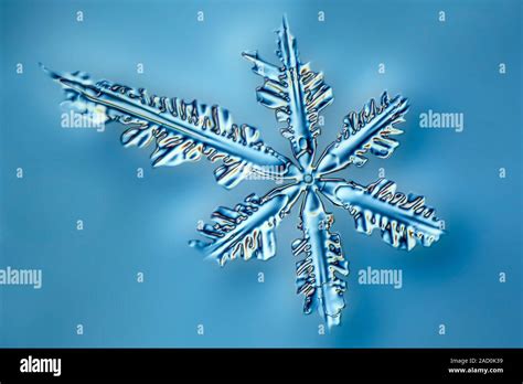 Light Micrograph Of A Stellar Dendrite Snowflake Snowflakes Are