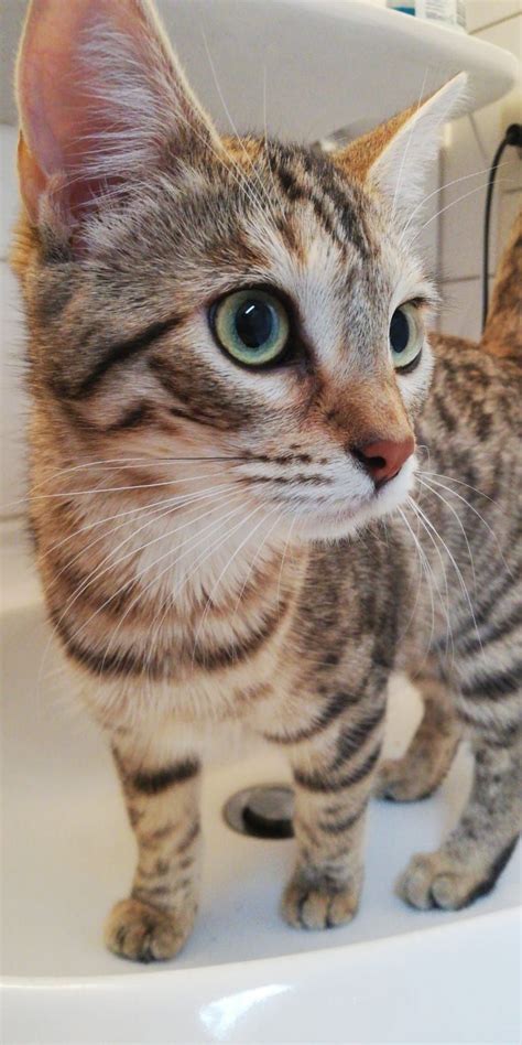 A Cat Standing On Top Of A Sink Next To A Faucet