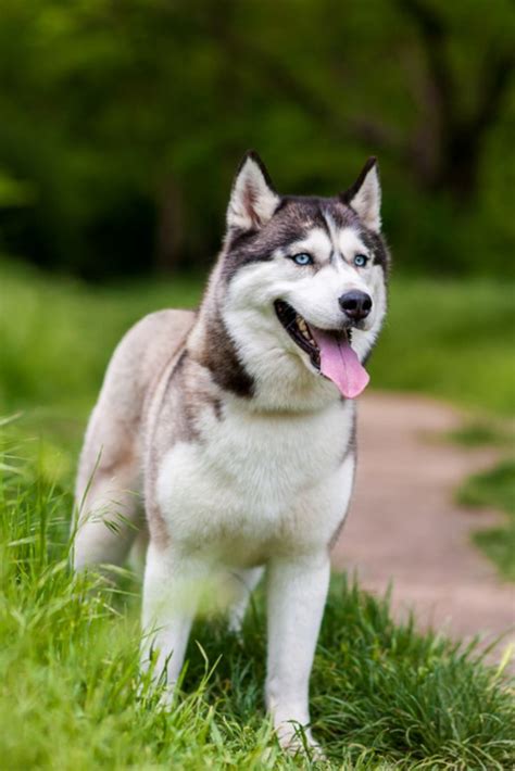 Siberian Husky Dog With Blue Eyes Stands And Looks Ahead Bright Green
