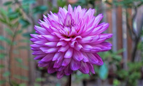 Dahlia Flower Hd Wallpapers Hd Wallpapers High Definition Free