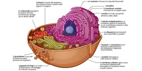 Cellula Eucariote Cosè E Come Si Compone