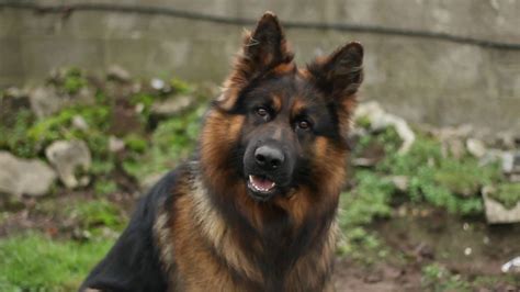 Are Long Haired German Shepherds Hypoallergenic