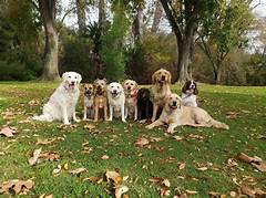 The Pet Whisperer's Paradise: Durham's Haven For Happy Animals