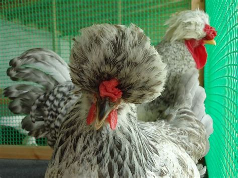 Pin On Chicken Breeds Eastern European