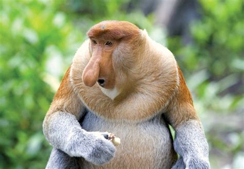Proboscis Monkey Endangered Borneo Long Nose Britannica