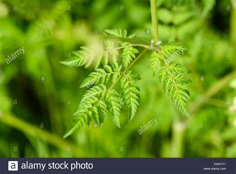 Leaf Of Cow Parsley Anthriscus Sylvestris Wildflower Dumfries