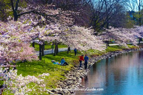 From the first instant he knew instinctively, that the man hated him; Spring Flowers in Boston | Garden Tours | Boston Discovery ...