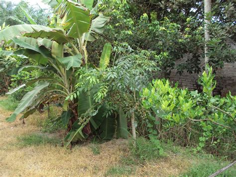 Sebagai contoh ada sayur yang dihargai dengan harga murah. Hang Kebun: MELAWAT KEBUN KAWAN