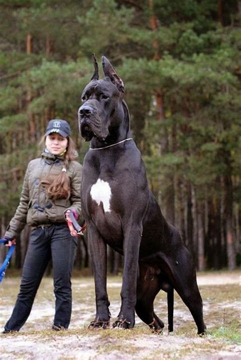 A Large Black Dog Standing Next To A Woman With A Blue Stick In Its Mouth
