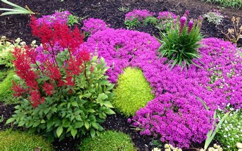 We did not find results for: My moss garden this spring | Moss garden, Colorful garden ...