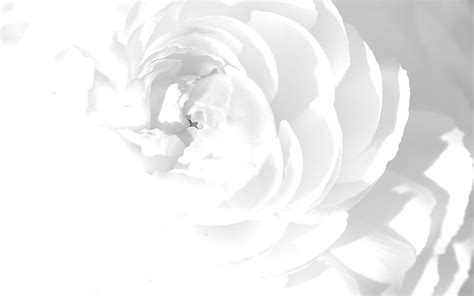 Floral White Rose Ppt Background For Your Powerpoint Cool White Rose