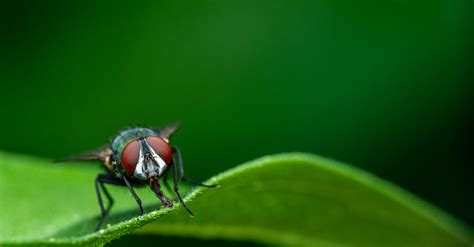 Little Black Fly On Green Leaf · Free Stock Photo