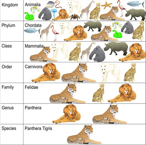 Imag De Nombres Classification