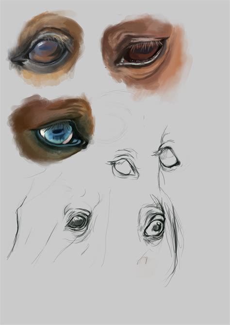 Horse Eye Study By Sunnyxautumn On Deviantart