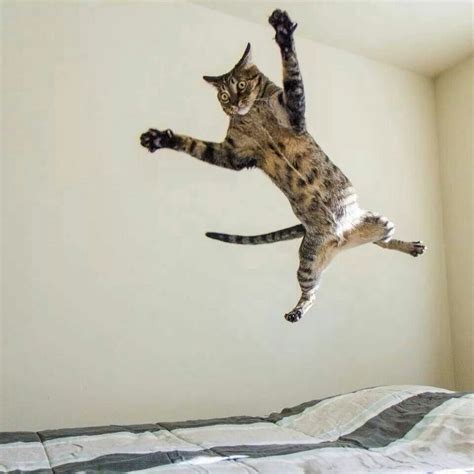 Flying Cat Jumping Cat Crazy Cats Animals