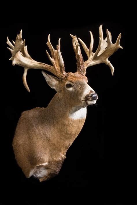 The Top 40 Typical And Nontypical Whitetails Of All Time Big Deer