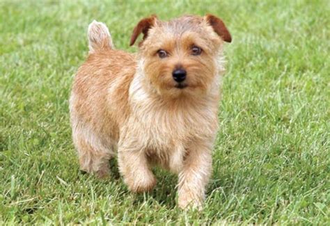 The norwich terrier is among the seemingly endless variety of terriers bred to control britain's rodent population. Norfolk Terrier Info, Temperament, Puppies, Grooming, Pictures