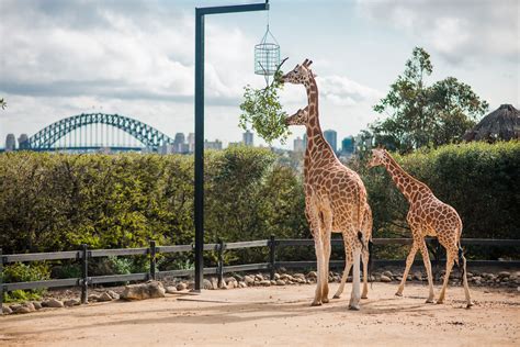Khám Phá Vườn Thú Taronga ở Sydney Fantasea Travel