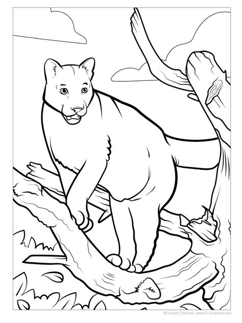 Store | KSTR WILDLIFE RESCUE