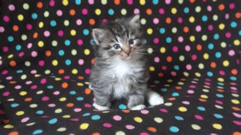 Beautiful Brown Tabby Norwegian Forest Cat Kittens For Sale Adoption
