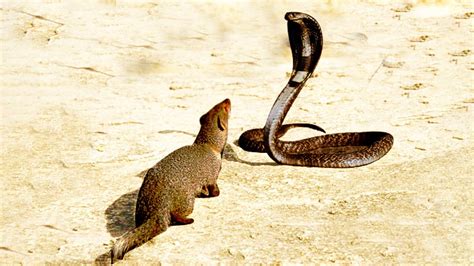 Mongoose Vs King Cobra Mongoose To Take Down Snake For 2 Minutes