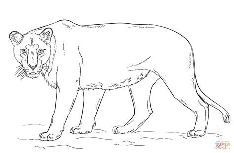 22 Realistic Lioness Coloring Page