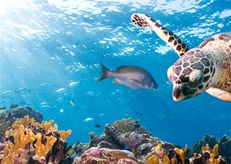 5 Ways We Can Protect Our Marine Life Zobuz