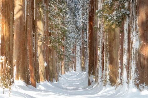 Premium Photo A Row Of Cedar Trees At Togakushi Shrine In Winter In
