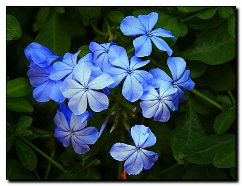 Famous for bone china and underglaze blue transfer printing, we have over 350 discontinued spode tableware patterns, many of which would have been produced in the company's heyday between the 1960s and 1990s. Blue Jasmine Flower | Immediately, I searched for any ...