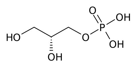 Glycerol 3 Phosphate Wikipedia