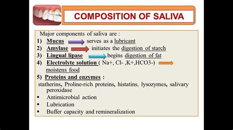Salivary Glands Part 2 Composition Of Saliva Youtube