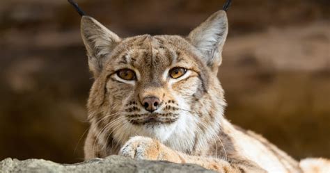 Come meet ubisoft redlynx, our multiplatform game development studio located in helsinki, one of the world's top cities to live in. These Lynx Were Extremely Chatty | TheThings