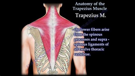 Anatomy Of The Trapezius Muscle Everything You Need To Know Dr