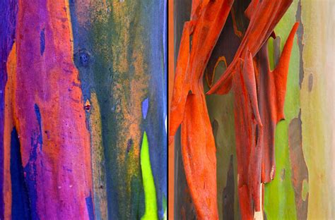 Living Rainbow Rainbow Eucalyptus Most Beautiful Tree Bark On Earth