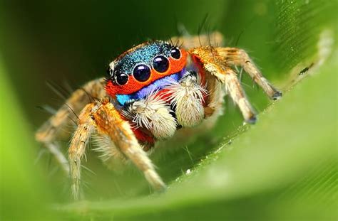 Rainbow Spider Jumping Spider Spider Insects