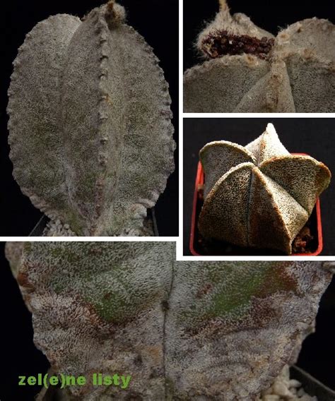 ZEL(e)NÉ LISTY - Werbář - kaktusy (Web herbarium - cacti ...