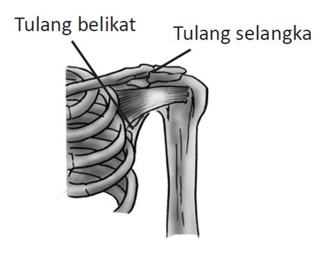 Liputan6.com, jakarta tulang belikat adalah tulang segitiga di bagian belakang bahu. Putry_Bulan09: MAKALAH RANGKA MANUSIA