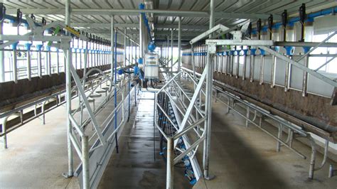 Herringbone Cow Shed Quintin Oakes Builders Ltd