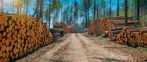 Hero Forestry Industry Leinocast