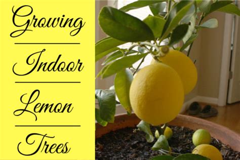 How To Grow Indoor Meyer Lemon Trees Dengarden