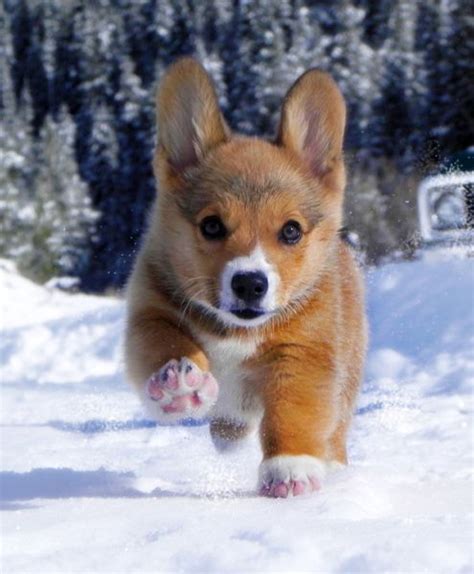 Corgi Puppy Running In Snow Adorable Animals For Lois