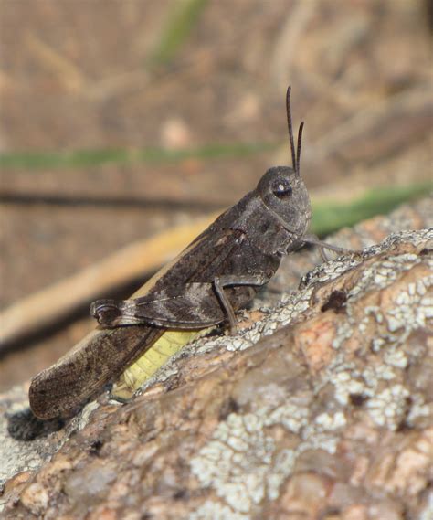 Bug Eric Speckle Winged Grasshopper