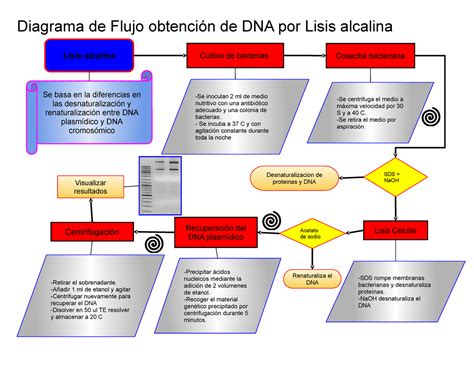 Diagrama de flujo y reseña del método por Lisis Alcalina Diagrama de Flujo obtención de DNA